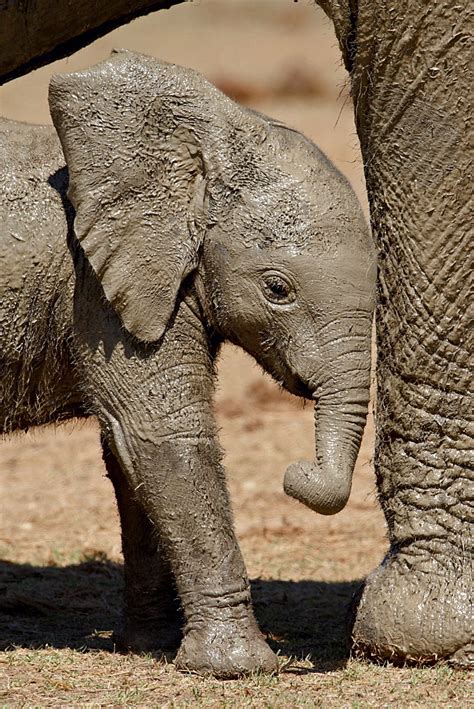 Beautiful Stock Photos Of Baby Elephants In South Africa