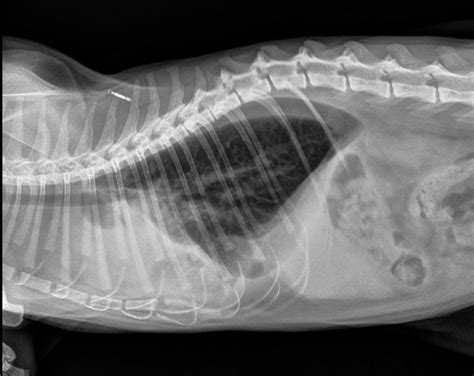 Pleural Effusion Cat Radiograph