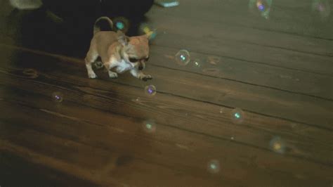 New Trending  Tagged Dog Slow Motion Bubbles Trending S
