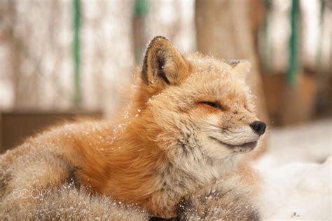 Baby Fox In Japan Reverythingfoxes