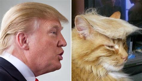 Cats That Look Like Celebrities 18 Pics