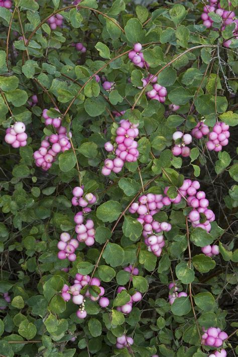 Scarlet Pearl Snowberry Native Plant Landscape Plants Perfect Plants