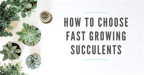 How To Choose And Grow Fast Growing Succulents