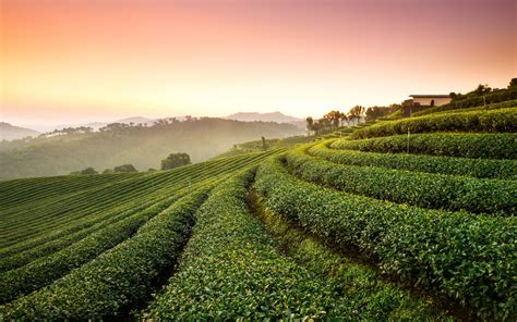 Dragon well tea plantations has great view and activities to know hangzhou tea plantation facts. Tea Plantation Landscape Wallpapers | HD Wallpapers | ID ...
