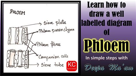 How To Draw Well Labelled Diagram Of Phloem Vascular Bundle Plant