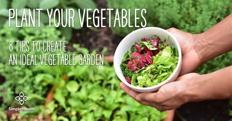 plant your vegetables 8 tips to create an ideal vegetable garden