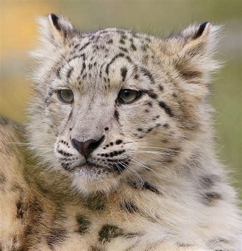 Snow Leopard Paulriley Flickr