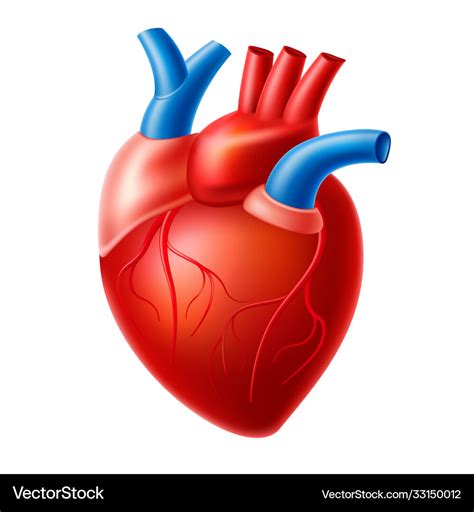 Realistic Heart Blood Pump Organ With Veins Vector Image