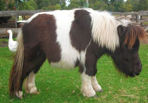 Our Dwarf Slidenspin Paint And Qhs Miniature Horse Miniature