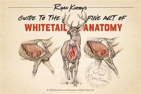 Shot Placement On White Tailed Deer An Artist S Guide Ryan Kirby Wildlife And Hunting Art