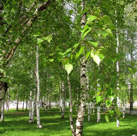 Birch Trees In Siberia In Summer Day Stock Photo Image Of Leaf Rural