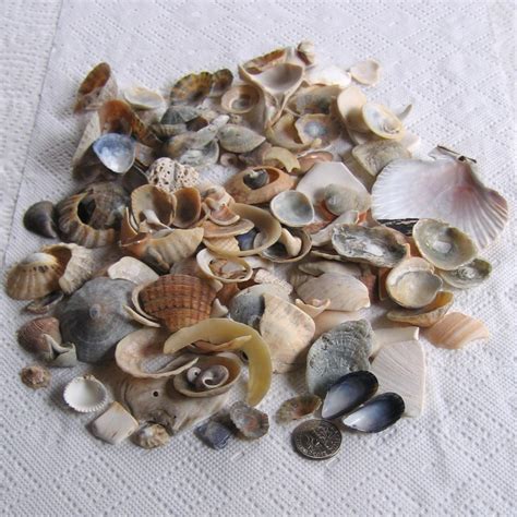 166 Natural Sea Shells Shell Fragments Art Mosaic Craft Etsy