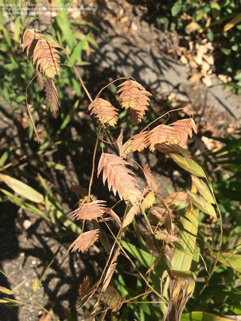 Chasmanthium latifolium 'little tickler' | large arching spikes, dwarf and compact, narrower leaves than the species, stable, a selection from ivy farms PlantFiles Pictures: Chasmanthium Species, Indian Woodoats ...
