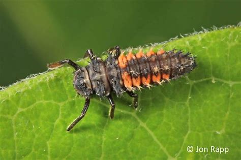 Multicolored Asian Lady Beetle Larva Harmonia Axyridis Bugguidenet