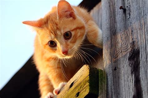 Hd Wallpaper Orange Tabby Cat On Wood Kitten Mackerel Tabby Red Cat