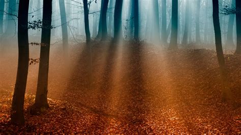 1920x1080 Branches Trees Autumn Light Fog Forest Leaves
