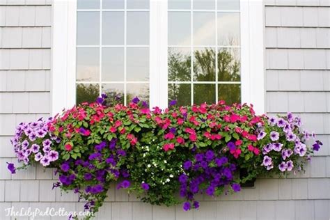 Great savings & free delivery / collection on many items. 30 Best Flowers Plant for Window Boxes 2019 | Window box ...