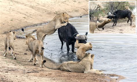Lions Scramble To Hunt Buffalo In The River Crocodile Territory And