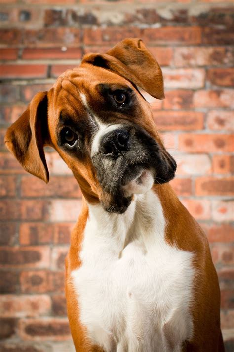 Boxer Boxer Puppy Boxer Dogs Pet Dogs Dogs And Puppies Dog Cat
