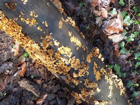 Fungus On A Dead Tree Trunk Near © David Smith Geograph Britain
