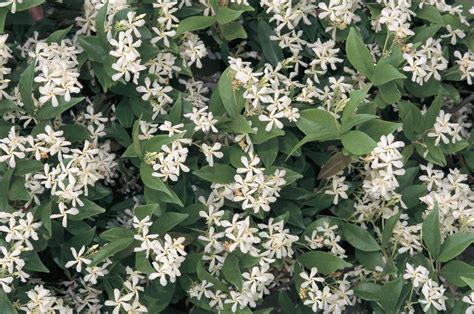 The 10 Best Smelling Plants For Your Garden