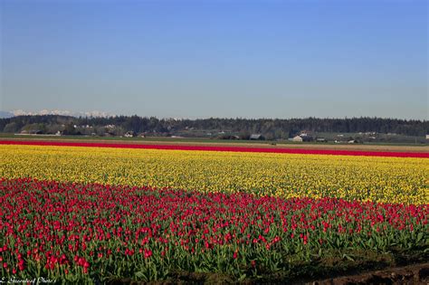 Img0393 Skagit Valley Farmland Pacific Northwest