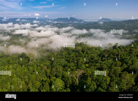 Rainforest Hi Res Stock Photography And Images Alamy