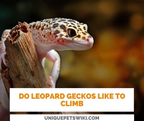 Do Leopard Geckos Like To Climb Leopard Gecko Climbing Ability