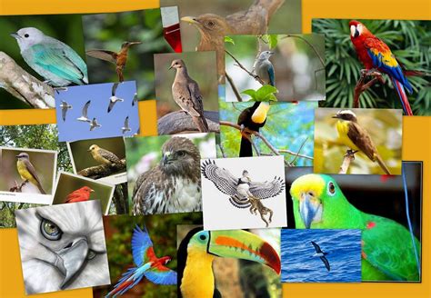 Diversidad De Aves En Panamá