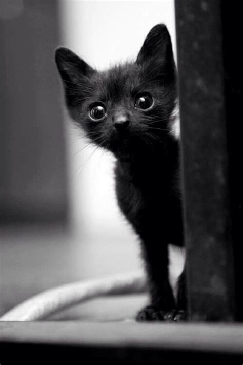 Beautiful Black Kitten Kitty Cat Cute Love♥ Pets Kittens Cutest