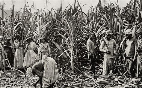 Sugar Cane Plantation Slaves