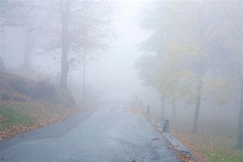 Premium Photo Road Amidst Trees During Foggy Weather