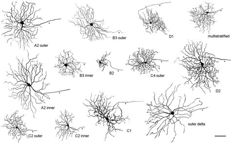 tangential views three views of three ganglion cells a c in download scientific diagram