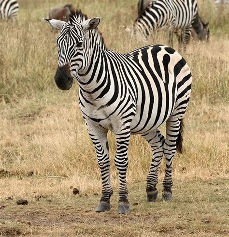 Zebra Beautiful Animal Facts And Photographs Wildlife Of World