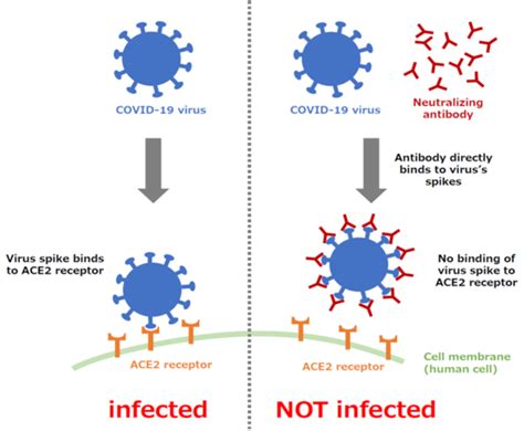 Super Neutralizing Antibody Protects Against Infection Of A Variety