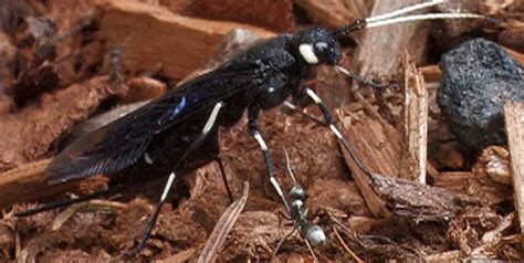 Wood Wasp Urocerus Albicornis Bugguidenet
