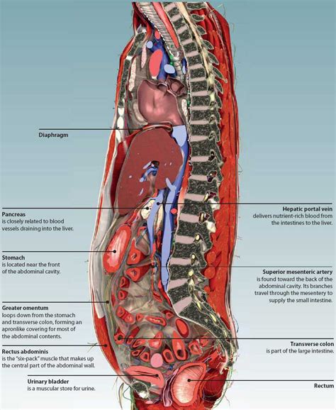 The Abdomen Basicmedical Key