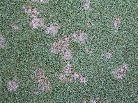 Meadowbrook Country Club Golf Course Maintenance Common Summer Diseases