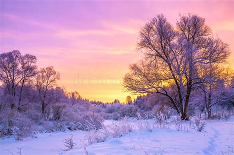 Winter Night Landscape With Sunset In The Forest Stock