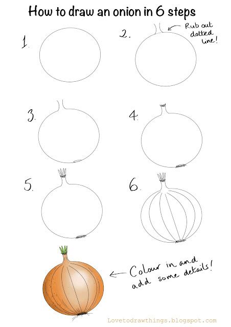 How To Draw An Onion In 6 Steps Love To Draw Things