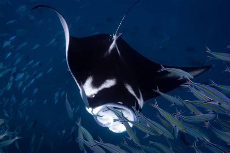 Manta Ray Swimming Through A School Of Fish Click Here For More