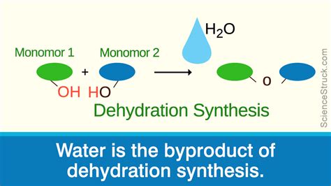 Dehydration Synthesis Definition Reaction Examples Hy