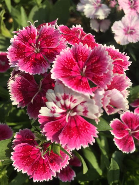 Free Images Flower Flowering Plant Petal Carnation Dianthus