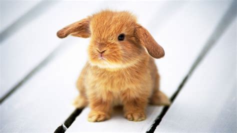 How Much Does A Pet Rabbit Cost