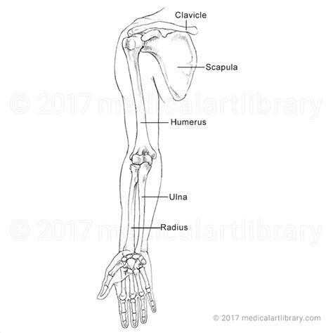 Arm Bones Medical Art Library