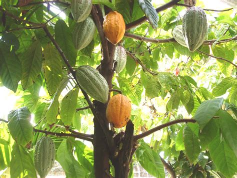 We did not find results for: December 13: Santa Lucia Day, Cocoa Day, Ice Cream Day