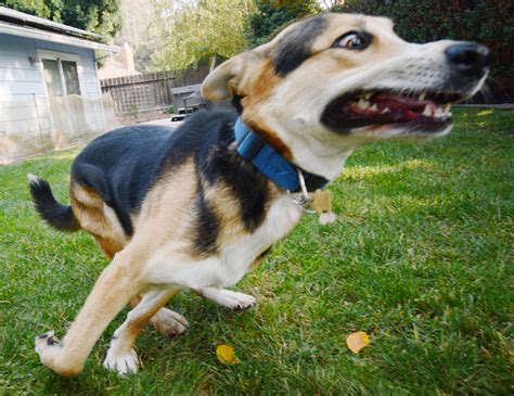 Dog Zoomies Up Close Running Like Crazy Around The Yard Eric