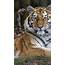Siberian Tigress Wallpaper 4K Wild Animal Trees Zoo Relax Predator 