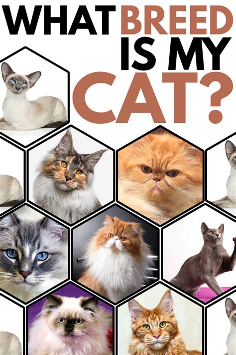 What Breed Is Your Cat Heres How To Tell Thecatsite