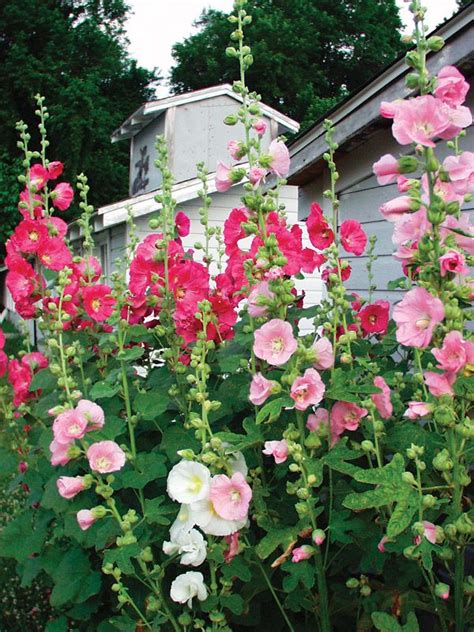 Place phlox in partial to full sun along pathways, in between rocks, or as a border. Photo of Hollyhock Old Farmyard | Hollyhocks flowers ...